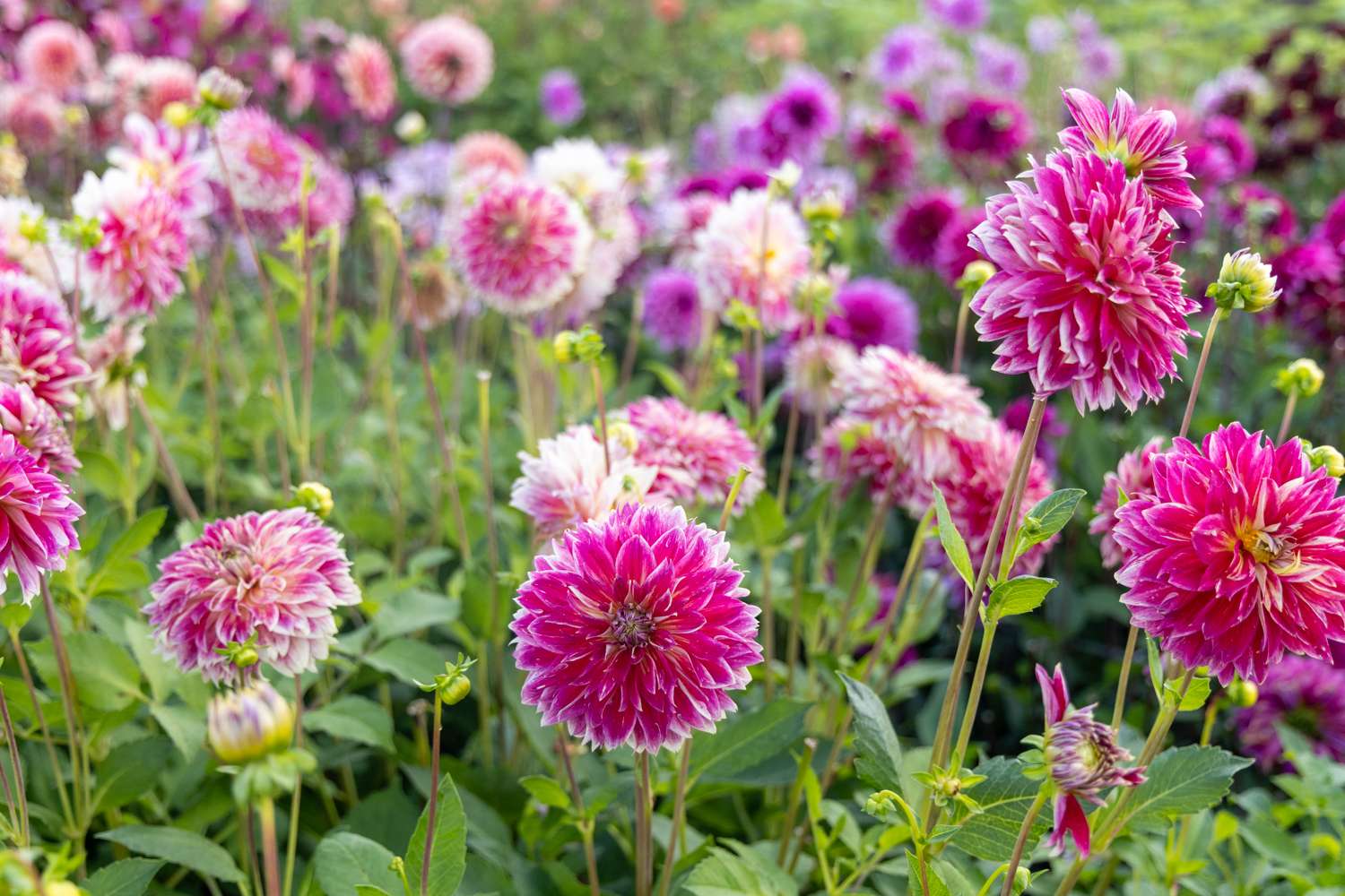 Dahlie ‘Temple of Beauty’ - Dahlia